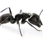 Ant