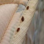 Bed Bugs on mattress