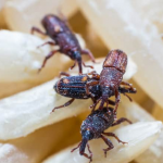 Pantry Pests