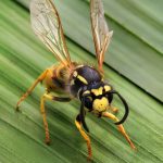 Stinging Insects
