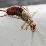 Occasional Invader & Earwig