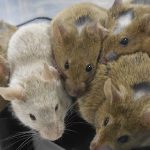 Mice Rat and Rodents