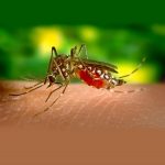 Mosquitoes