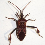 Stink Bug