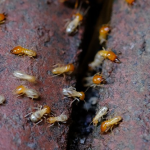 Termites