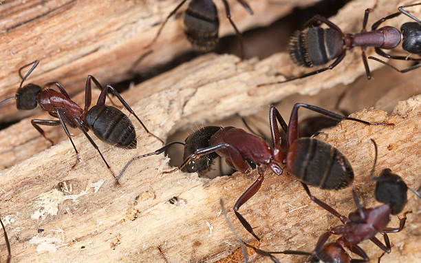 Several glossy reddish-brown carpenter ants with black abdomens are crawling on a piece of weathered wood.