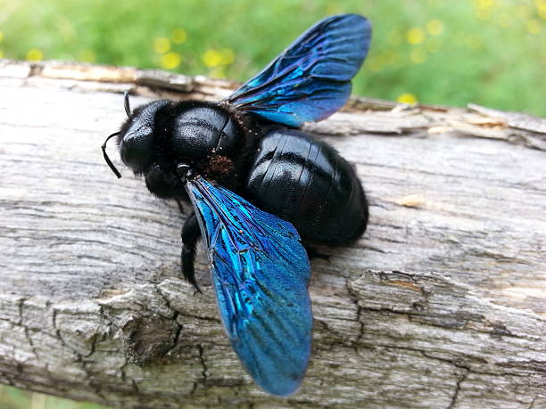 Carpenter bee with blue wings, on a tree bark.